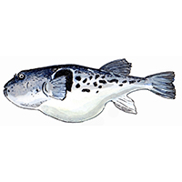 穴場釣りの魚イラスト トラフグ
